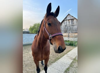 Meer warmbloeden, Ruin, 9 Jaar, 160 cm, Lichtbruin