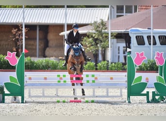 Meer warmbloeden, Ruin, 9 Jaar, 161 cm, Bruin