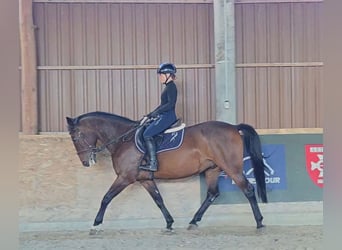 Meer warmbloeden, Ruin, 9 Jaar, 161 cm, Bruin