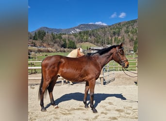 Meer warmbloeden, Ruin, 9 Jaar, 162 cm, Bruin