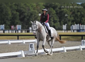 Meer warmbloeden, Ruin, 9 Jaar, 163 cm, Appelschimmel