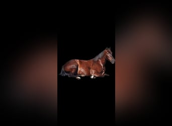 Meer warmbloeden, Ruin, 9 Jaar, 163 cm, Zwart