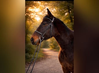 Meer warmbloeden, Ruin, 9 Jaar, 164 cm, Donkerbruin
