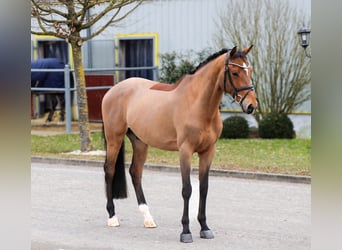Meer warmbloeden, Ruin, 9 Jaar, 166 cm, Bruin