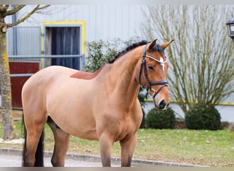 Meer warmbloeden, Ruin, 9 Jaar, 166 cm, Bruin