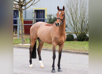 Meer warmbloeden, Ruin, 9 Jaar, 166 cm, Bruin