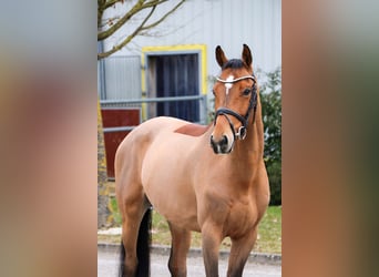 Meer warmbloeden, Ruin, 9 Jaar, 166 cm, Bruin