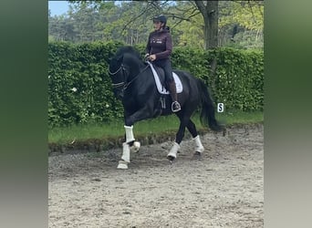 Meer warmbloeden, Ruin, 9 Jaar, 170 cm, Zwart