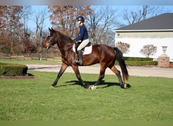 Meer warmbloeden, Ruin, 9 Jaar, 173 cm, Roodbruin