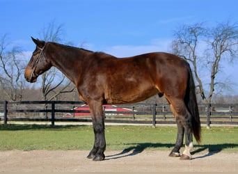 Meer warmbloeden, Ruin, 9 Jaar, 173 cm, Roodbruin