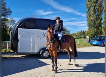 Meer warmbloeden, Ruin, 9 Jaar, 175 cm, Bruin