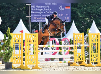Oldenburg-International (OS), Stallion, 8 years, 16.2 hh, Brown