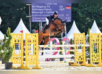 Oldenburger Springpaard, Hengst, 8 Jaar, 171 cm, Bruin