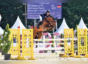 Oldenburger Springpferd, Hengst, 9 Jahre, 171 cm, Brauner