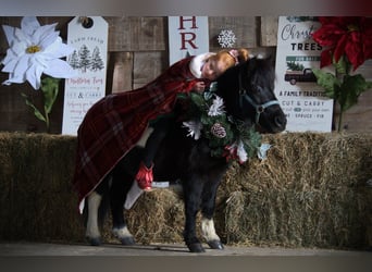 Megruli, Jument, 10 Ans, 84 cm, Pinto