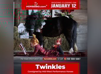 Megruli, Jument, 10 Ans, 84 cm, Pinto