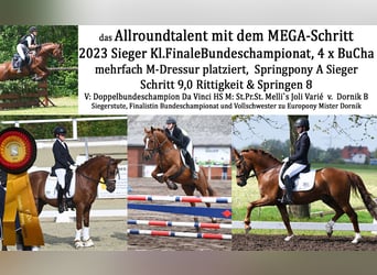 Deutsches Reitpony, Hengst, 8 Jahre, 147 cm, Dunkelfuchs