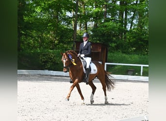 German Riding Pony, Stallion, 7 years, 14.1 hh, Chestnut