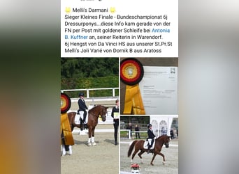 German Riding Pony, Stallion, 8 years, 14,1 hh, Chestnut