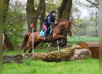 German Riding Pony, Stallion, 8 years, 14,1 hh, Chestnut