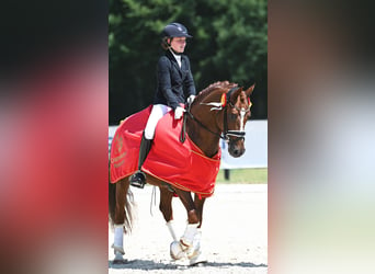 German Riding Pony, Stallion, 7 years, 14.1 hh, Chestnut