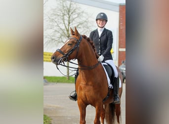 Poney de selle allemand, Étalon, 8 Ans, 147 cm, Alezan brûlé