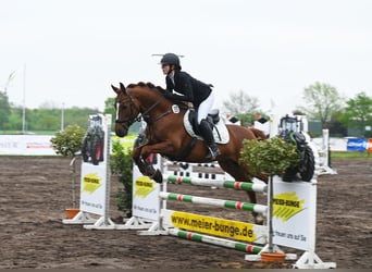 Poney de selle allemand, Étalon, 7 Ans, 147 cm, Alezan brûlé