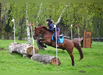 Poney de selle allemand, Étalon, 8 Ans, 147 cm, Alezan brûlé