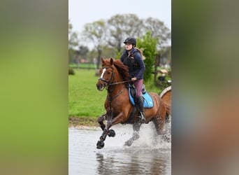 Poni alemán, Semental, 8 años, 147 cm, Alazán-tostado