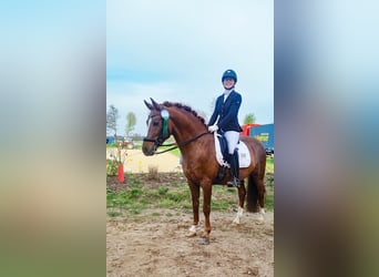 Poni alemán, Semental, 8 años, 147 cm, Alazán-tostado