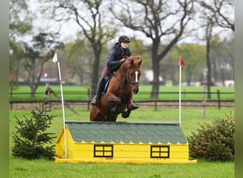 Pony tedesco, Stallone, 8 Anni, 147 cm, Sauro scuro