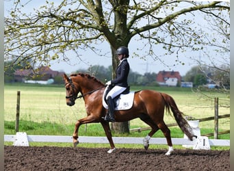 Pony tedesco, Stallone, 8 Anni, 147 cm, Sauro scuro