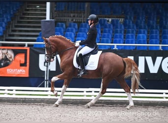 Deutsches Reitpony, Hengst, 7 Jahre, 146 cm, Fuchs