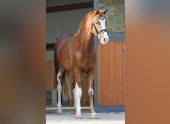 Deutsches Reitpony, Hengst, 6 Jahre, 147 cm, Fuchs