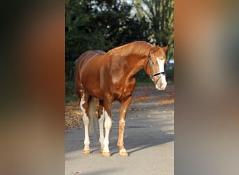 Duitse rijpony, Hengst, 6 Jaar, 147 cm, Vos