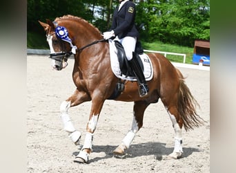 Duitse rijpony, Hengst, 7 Jaar, 146 cm, Vos