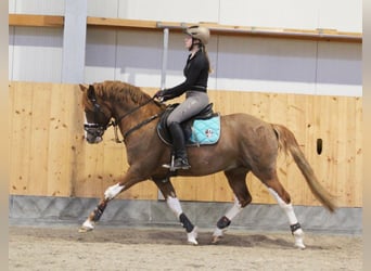 German Riding Pony, Stallion, 7 years, 14,1 hh, Chestnut-Red