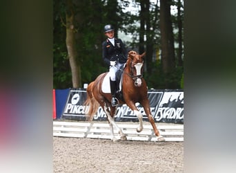 Poney de selle allemand, Étalon, 7 Ans, 146 cm, Alezan