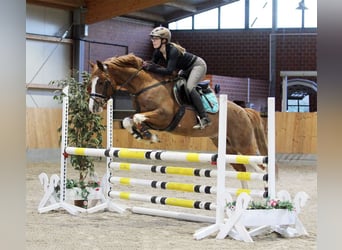 Poney de selle allemand, Étalon, 7 Ans, 146 cm, Alezan