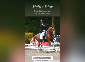 Poney de selle allemand, Étalon, 7 Ans, 146 cm, Alezan