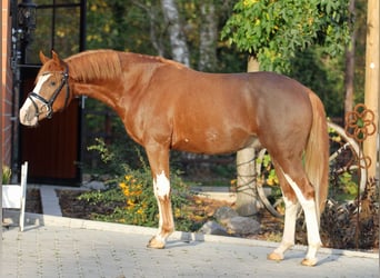 Poni alemán, Semental, 6 años, 147 cm, Alazán