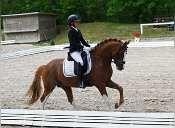 Pony tedesco, Stallone, 7 Anni, 146 cm, Sauro