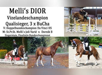Pony tedesco, Stallone, 7 Anni, 146 cm, Sauro