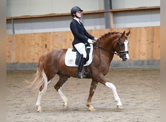 Pony tedesco, Stallone, 7 Anni, 146 cm, Sauro