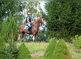 Pony tedesco, Stallone, 7 Anni, 146 cm, Sauro