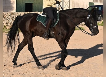Menorcaanse, Hengst, 12 Jaar, 166 cm, Zwart