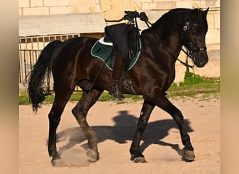 Menorcaanse, Hengst, 12 Jaar, 166 cm, Zwart