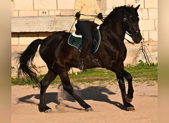 Menorcaanse, Hengst, 12 Jaar, 166 cm, Zwart