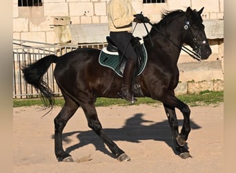 Menorcaanse, Hengst, 12 Jaar, 166 cm, Zwart