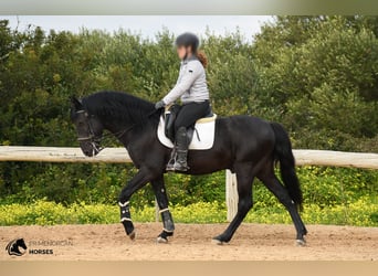 Menorcaanse, Hengst, 13 Jaar, 156 cm, Zwart